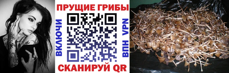 Галлюциногенные грибы Psilocybe  наркотики  Кемь 